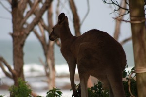 One of the many Eastern Browns