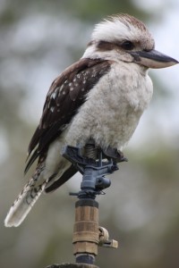 Lucky the sprinkler was off