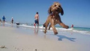 dog freindly happy beach