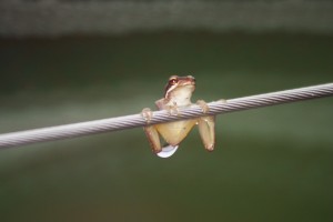 A late afternoon visitor... I took the photo just before the drop of water fell from his back