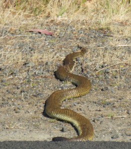 Mal's major phobia... a tiger snake near home