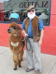 A local and his alpaca at Sheffield in northern midlands Tasmania