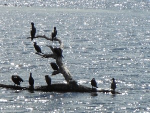 You will get sick of me taking photos of birds around our home. We enjoy them.