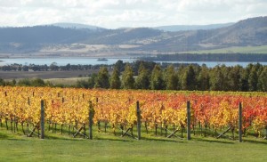 Autumn colours in the vines at our favourite lunch spot near home.... Meadowbank Estate Richmond