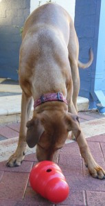 Fletcher, the 12 month old pup, is at a hole digging, chew anything stage. I bought a dog kong hoping to help entertain him between walks. He loves it.