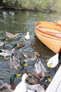 Feeding the ducks at Richmond
