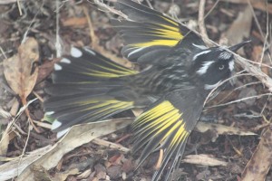 One of the many stunning birds on our bush block.... there are over 40 different species