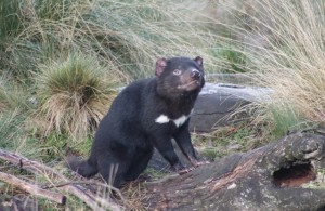 A tasmanian devil.... although we hear them at night at home, we were lucky to see them at Cradle Mountain