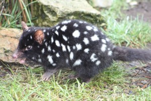 The spotted-tailed quoll (or tiger cat as it was once innapropriately known) is the second largest of the world's surviving carnivorous marsupials.