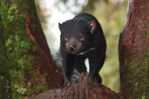 I loved this photo.... another Tassie Devil