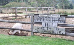 I am not sure if or how much beer Priscilla the Pig at the Pub in the Paddock drinks. Hopefully not too much although she looked very happy.