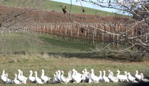 Geese crossing at Tamar Valley Vineyard with the winter vines in the background