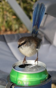A blue wren enjoying Mal's Boags