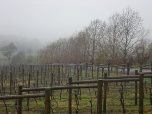 Tamar Valley Vineyard