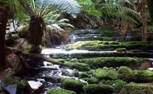 This photo shows an example of the lush area around Cradle Mountain