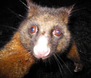 Mal took this photo with the very curious possum helping to press the camera button !!!! Very cheeky.