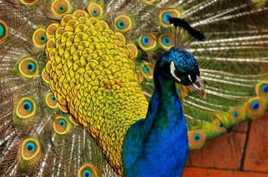 The peacocks are beautiful at the Gorge