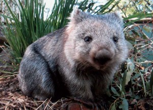 There is wildlife everywhere.... a friendly wombat