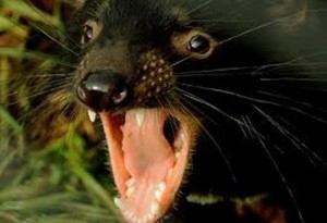 Another Tassie Devil photo at Devils@Cradle Mountain, the Tasmanian devil sanctuary