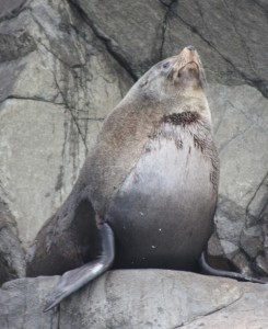 An Australian Fur Seal
