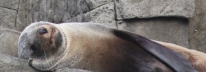 A New Zealand Fur Seal