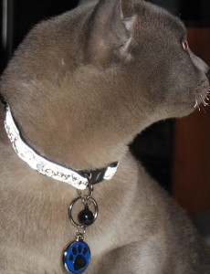 Moko survived the fire, but if you look closely, his whiskers did not !!!