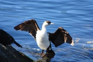 Drying out @ Constitution Dock Hobart