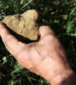 One of the truffles we found.... a huge white truffle. In Tasmania we get black truffles.