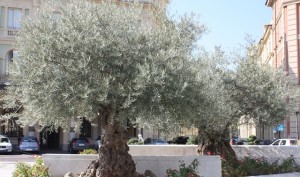 Incredibly old olive trees in the piazza in Acqui Terme