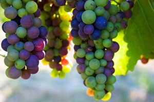 It is grape picking time right now.