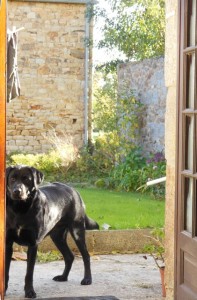 Our resident "petit Puppy" at our cottage. He likes nibblies but gets into trouble by his French owner. We aren't in trouble yet I hope.