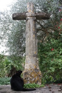 La Chat Noir (black cat in English....a little smaller than Salem)