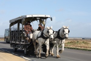 We chose to walk the few km's out to Mont St Michel, but you could go by horse power or bu