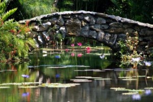 The waterlily garden