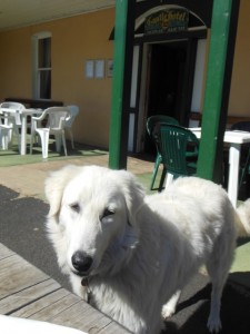 Molly waiting for her lunch to arrive at the Bothwell Hotel