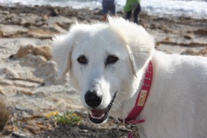 Molly is a very gentle and NOW happy dog after being rescued from a shocking cruel life in Grafton NSW (she had been tired up permanently, beaten and not fed very often. She suffered with very bad malnutrition.)