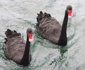 These swans visited us regularly on Bruny