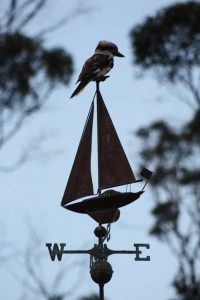 A regular visitor to our weather vane on one of our sheds