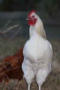 Our rooster has grown and spends all his time guarding his chooks