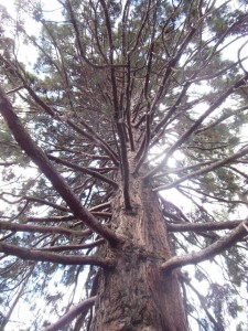 A Wellingtonia tree.... very old