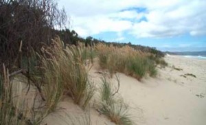 We love walking regularly on our beach...."Goats Beach"