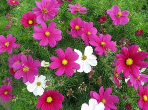my favourite cosmos