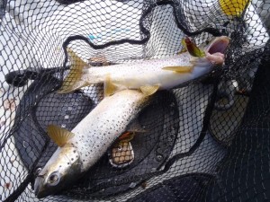 Mal caught a trout (but too small), but we were given 2 delicious trout from Tony and Sue who were camping nearby.