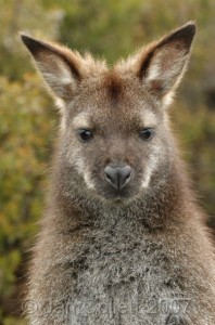 A local wallaby