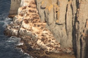 Seals.... Southern Tasmania