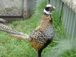 One of Maggie and Colin's pheasants