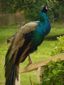 A local at our campsite