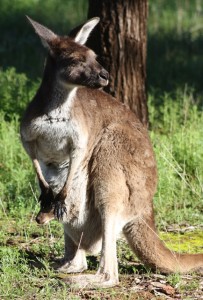 Mum and baby in pouch at our camp spot