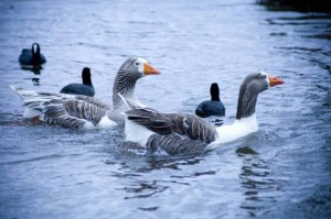 We are camped by the lake in Daylesford