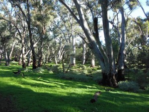 I loved the green grass and gums at our campsite at Wilpena Pound in the Flinders Ranges. Apparently it is the greenest it has been for over 5 years.